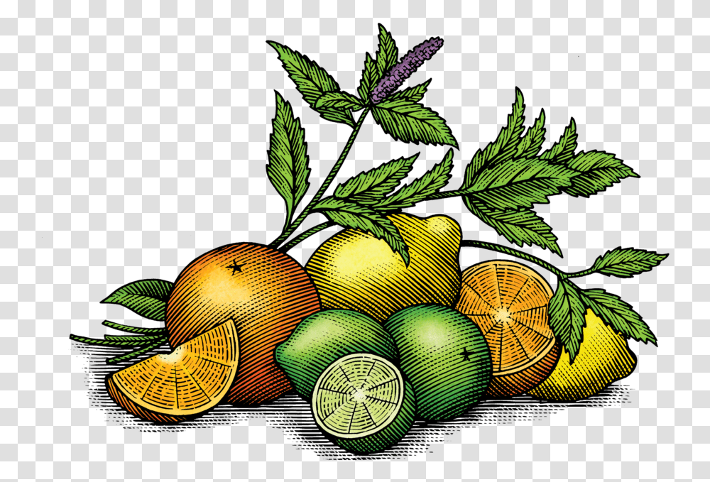 Fv Art 01 Sweet Lemon, Plant, Fruit, Food, Citrus Fruit Transparent Png