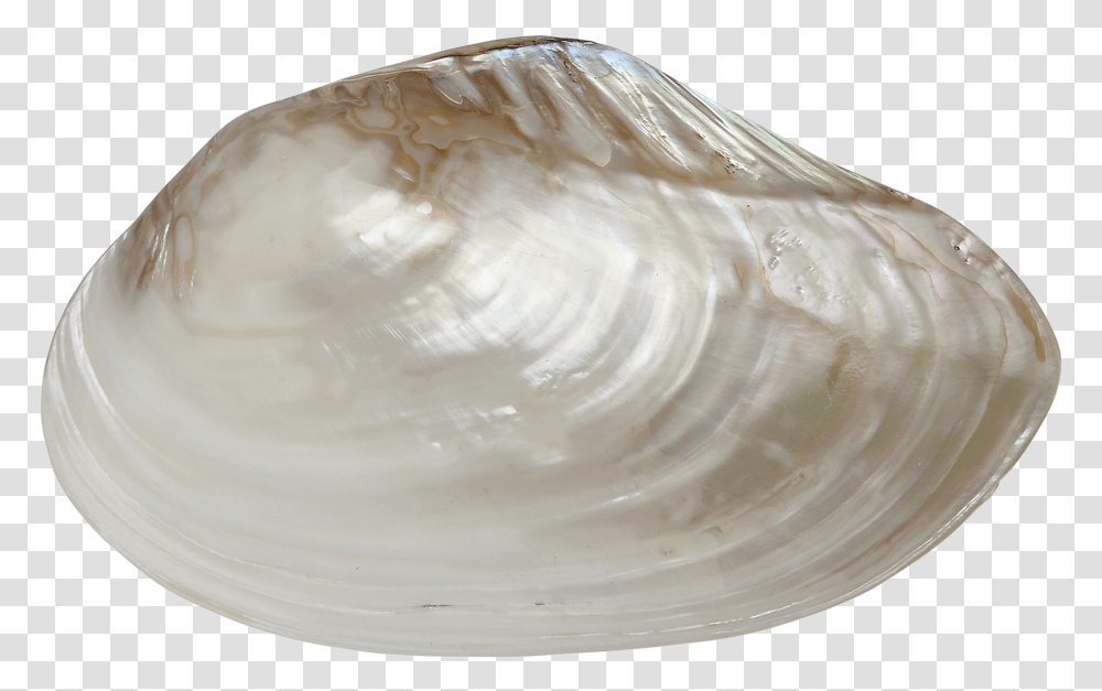 Fwp Clam Pair 9 10 Baltic Clam, Seashell, Invertebrate, Sea Life, Animal Transparent Png