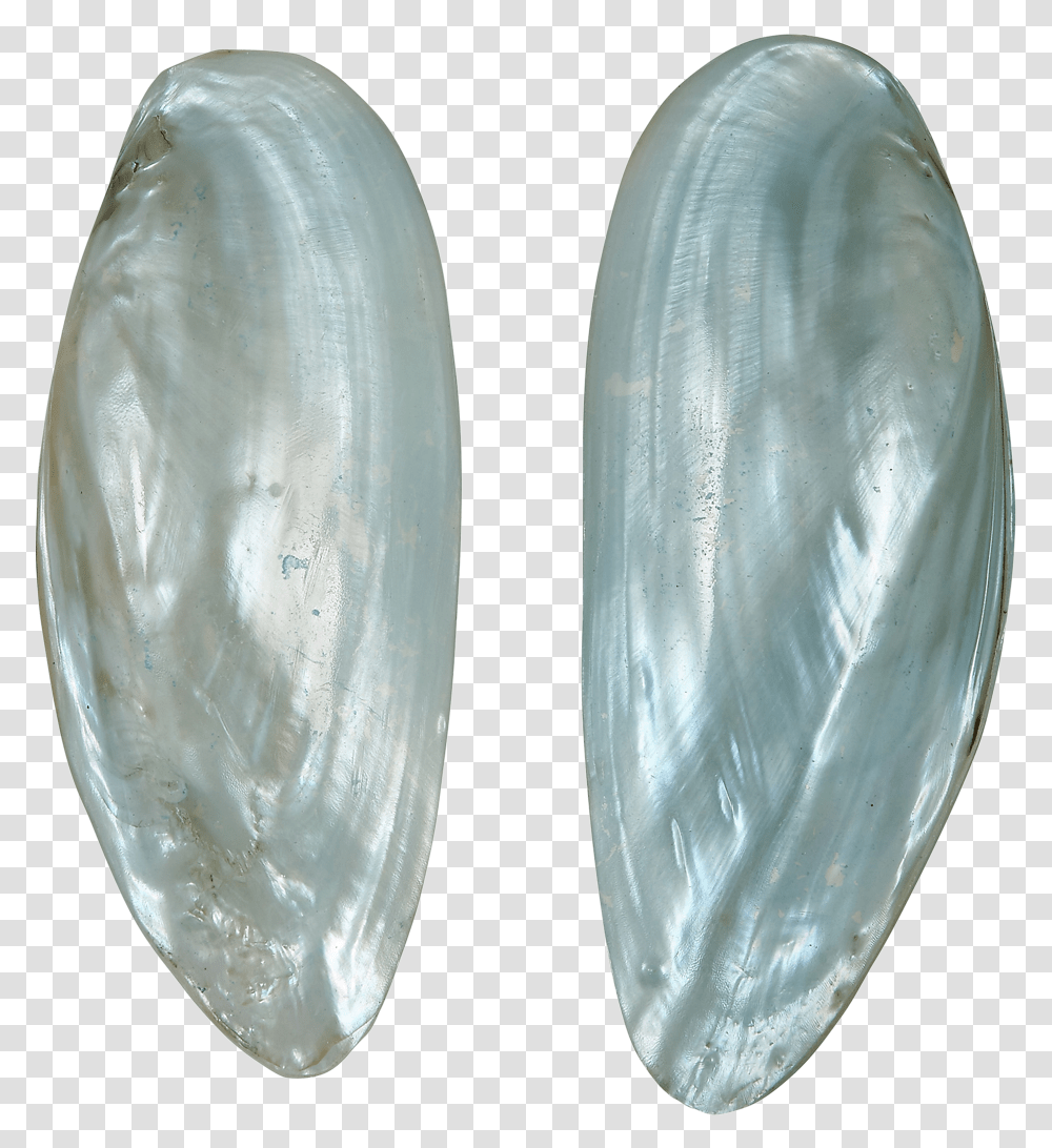 Fwp Spearhead Clam Pair 5 Up Dyed Blue Gemstone, Seashell, Invertebrate, Sea Life, Animal Transparent Png