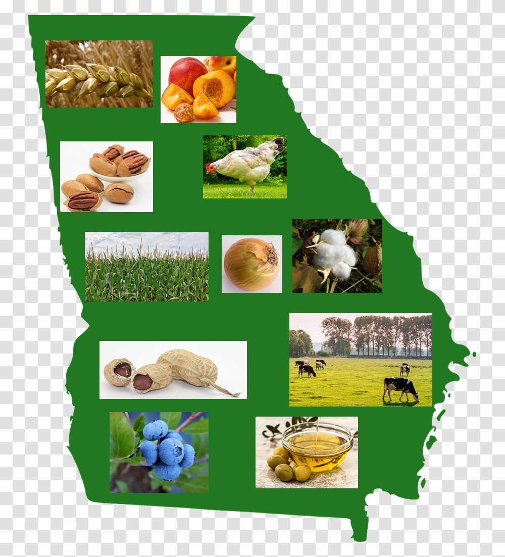 Ga Farming Dear Georgia You Is Hot You Is Humid You Is Ridiculous, Plant, Chicken, Bird, Animal Transparent Png