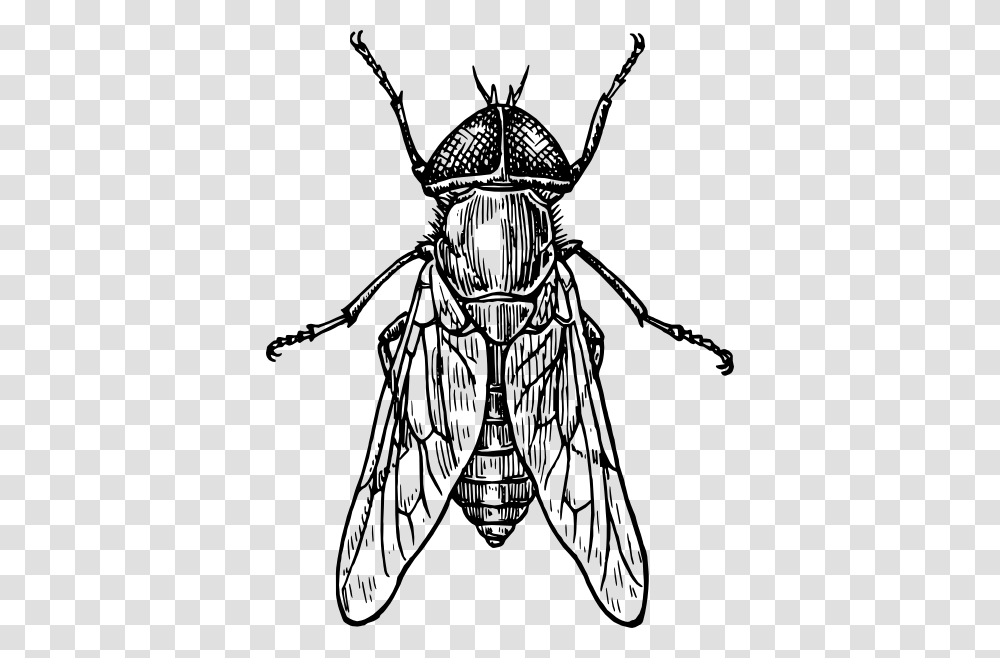 Gadfly Insect Clip Art Vector Entomology, Invertebrate, Animal, Spider, Arachnid Transparent Png