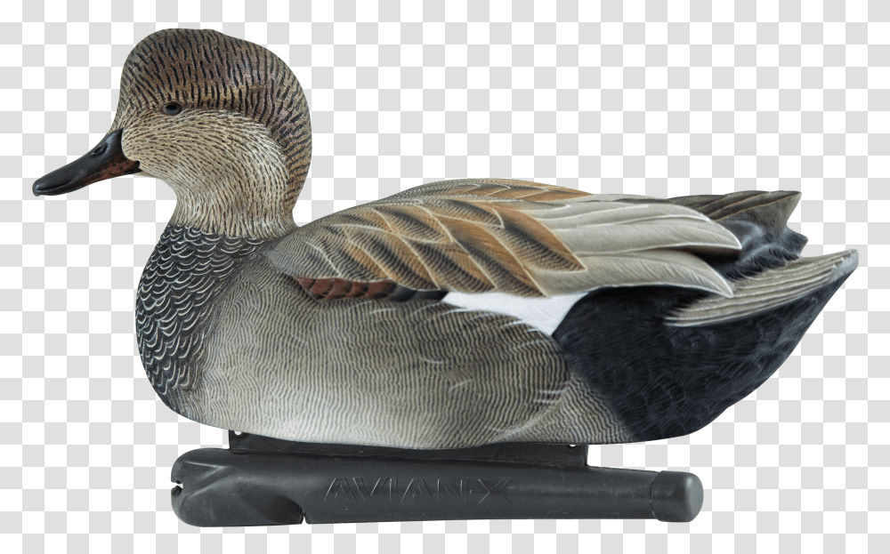 Gadwall Duck Decoy, Bird, Animal, Waterfowl, Anseriformes Transparent Png