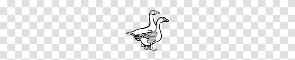 Gaense Coloured Clip Art Goose, Bird, Animal, Duck, Anseriformes Transparent Png