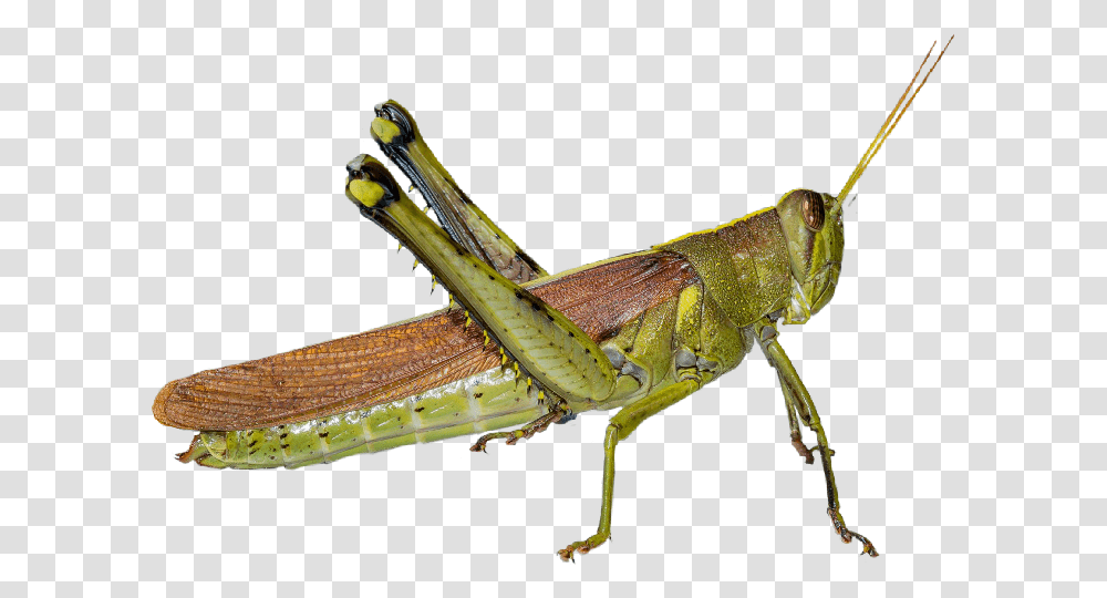 Gafanhoto Grasshopper Grilo Cricket Inseto Freetoedit Band Winged Grasshoppers, Insect, Invertebrate, Animal, Grasshoper Transparent Png