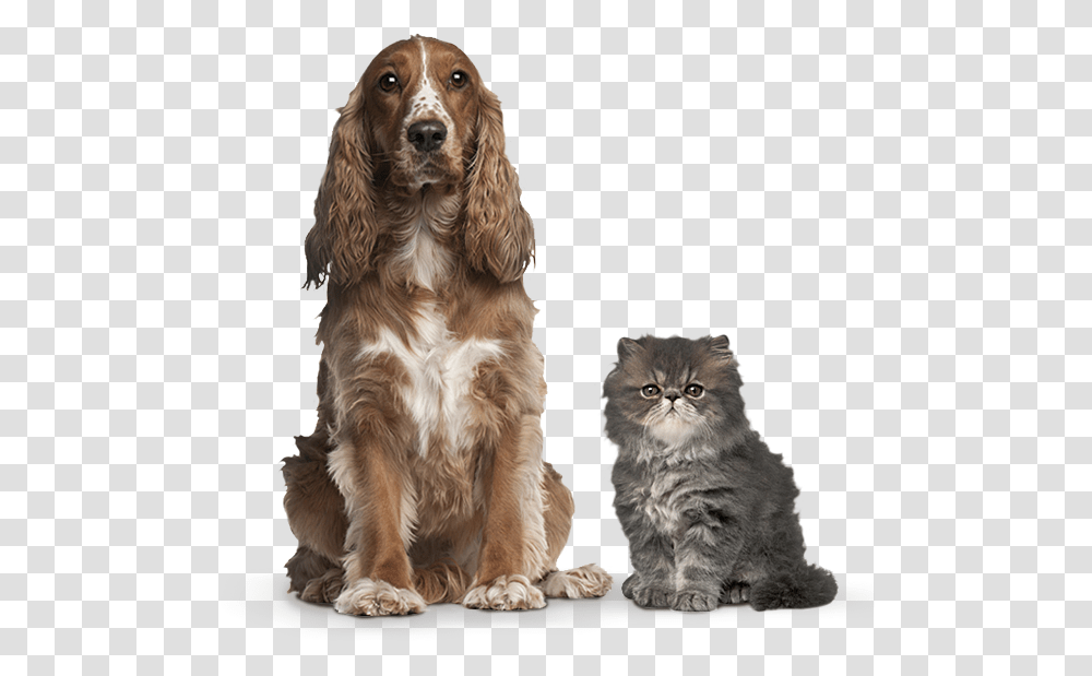 Gail S Happy Pets Logo Facebook Dog And Cat Brown American Cocker Spaniel, Canine, Animal, Mammal, Puppy Transparent Png