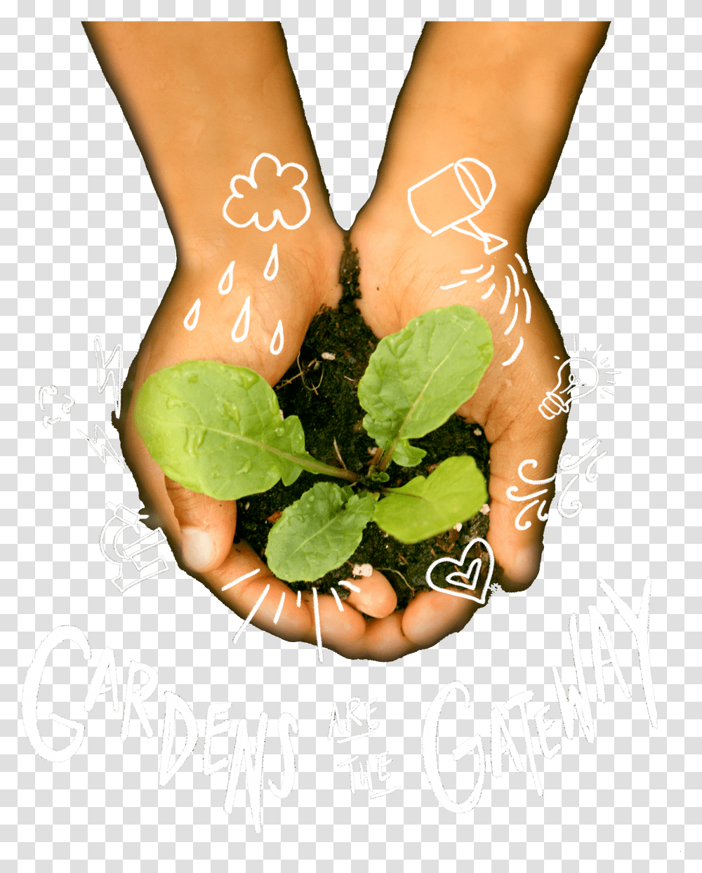 Gala Image Gardener Transparent Png