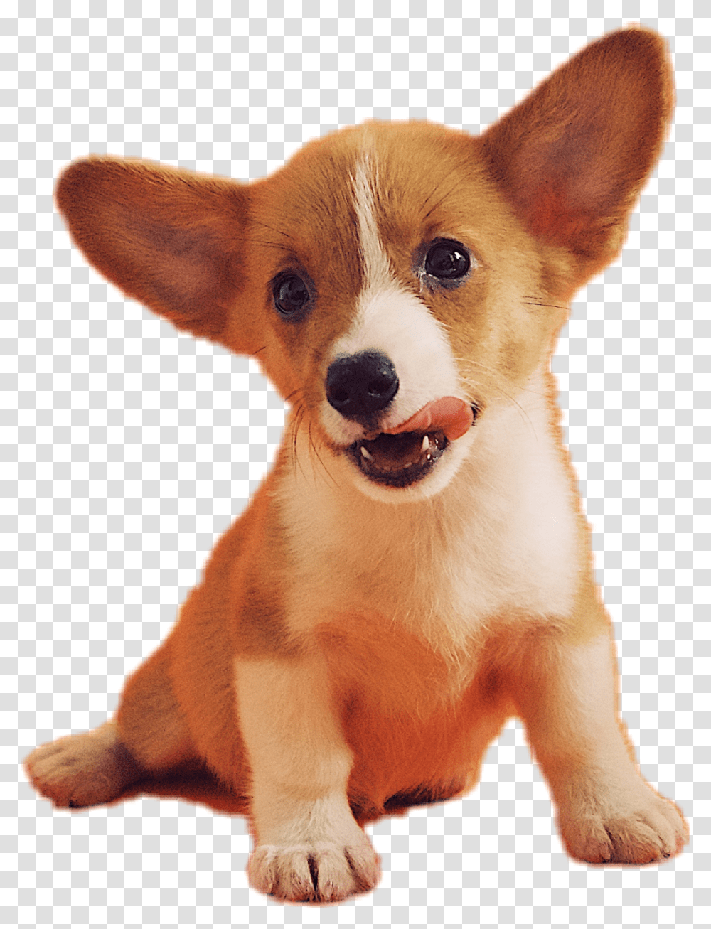 Galaxy Doggo Doge Dog Yoshipupperkins Freetouse Famous Dogs With Pointy Ears, Puppy, Pet, Canine, Animal Transparent Png