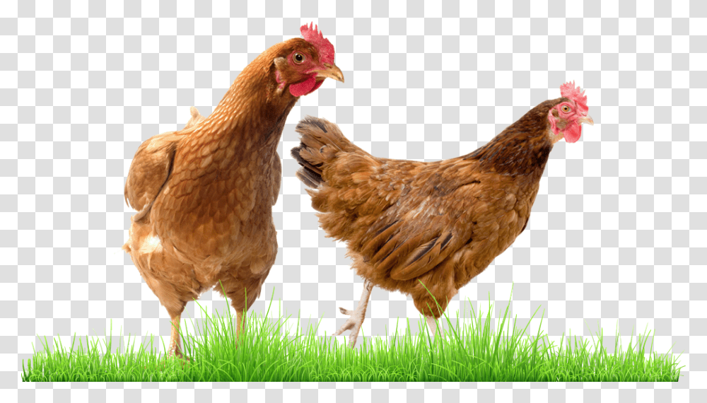 Galinha Sex Link, Chicken, Poultry, Fowl, Bird Transparent Png