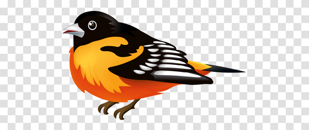 Gallery, Animal, Bird, Finch, Beak Transparent Png