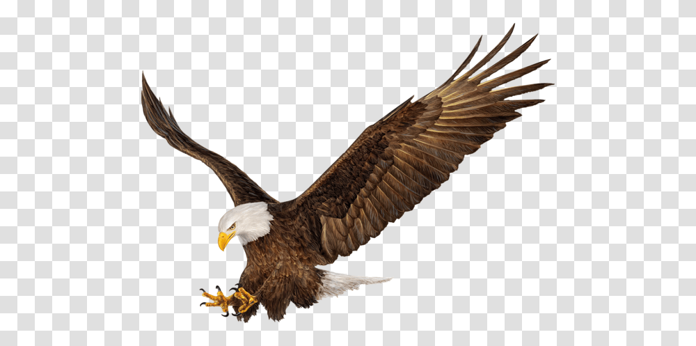 Gallery, Bird, Animal, Eagle, Bald Eagle Transparent Png