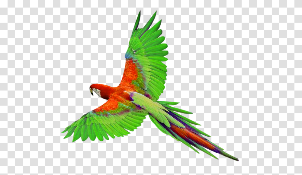 Gallery, Bird, Animal, Macaw, Parrot Transparent Png