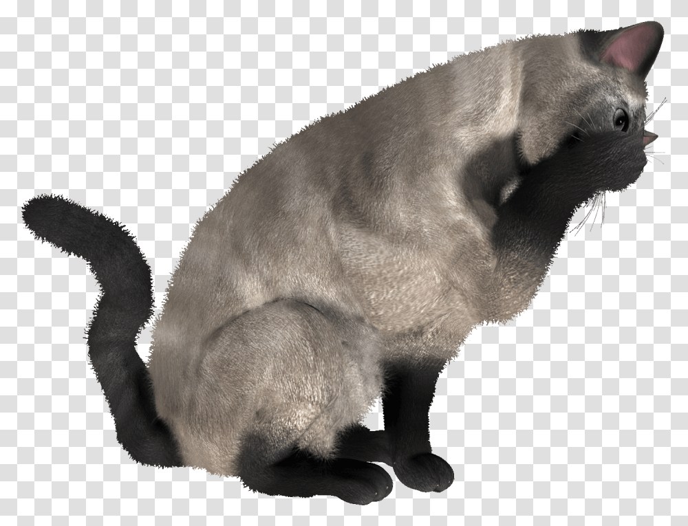 Gallery Cats Images Cat Eating, Animal, Pet, Mammal, Manx Transparent Png