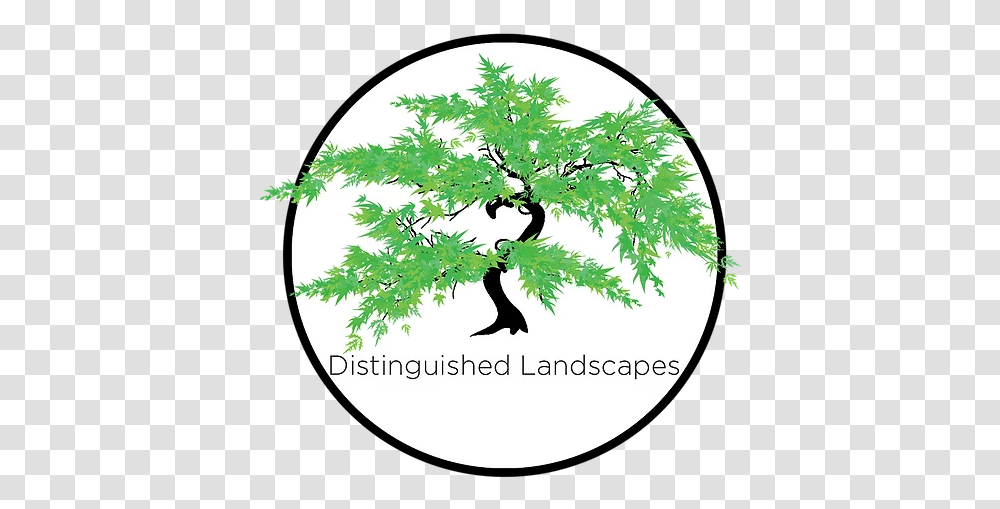 Gallery Distinguished Land Japanese Maple Tree Design, Plant, Potted Plant, Vase, Jar Transparent Png