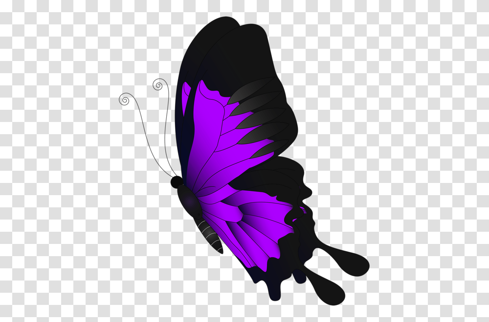 Gallery, Insect, Invertebrate Transparent Png