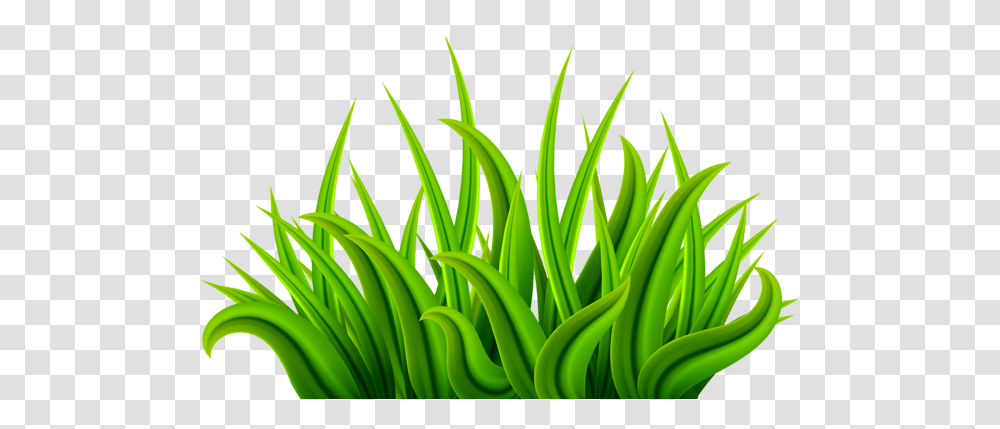 Gallery, Grass, Plant, Vegetation, Banana Transparent Png