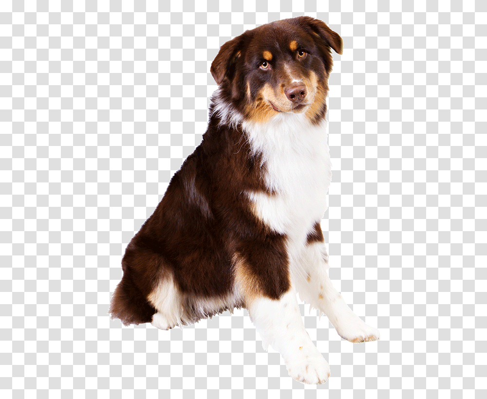 Gallery Images Yellow Lab Shepherd Mix Puppy Australian Shepherd Background, Dog, Pet, Canine, Animal Transparent Png