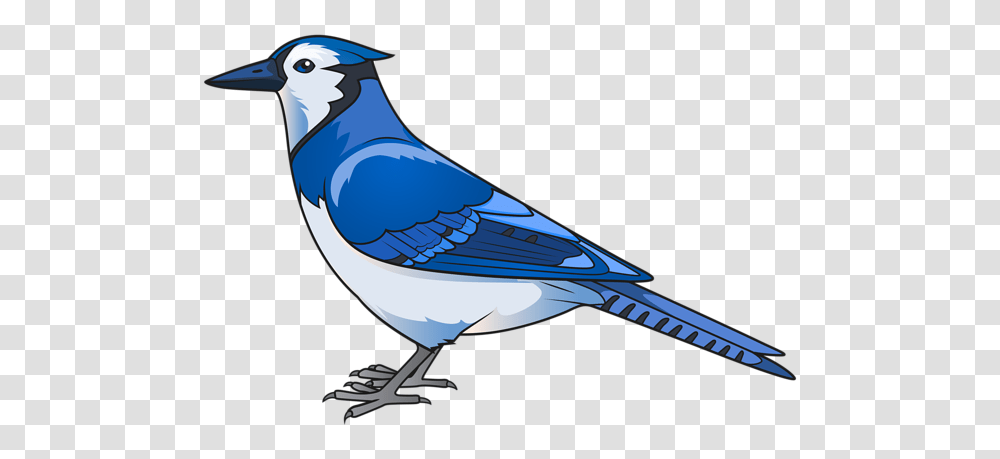 Gallery, Jay, Bird, Animal, Blue Jay Transparent Png