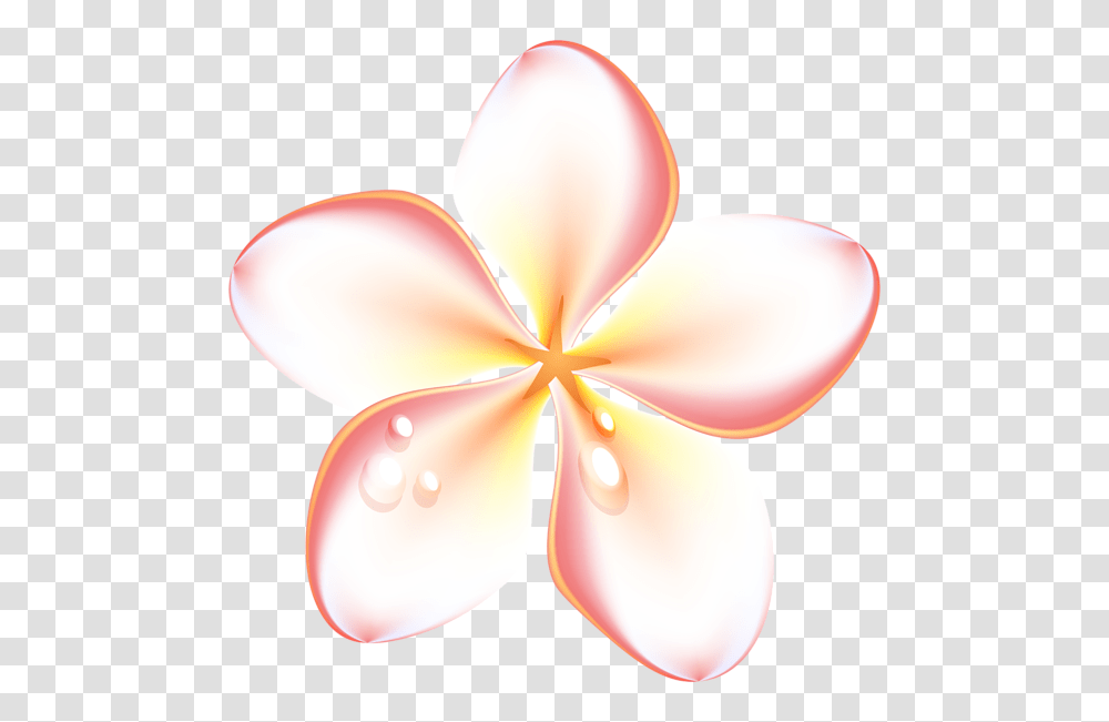 Gallery, Petal, Flower, Plant, Blossom Transparent Png