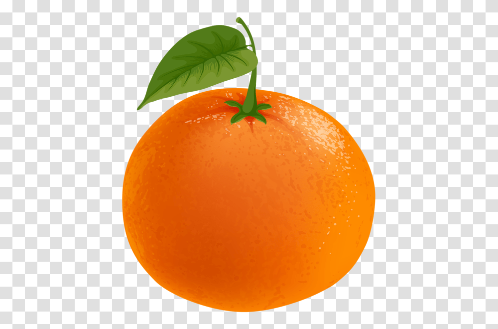 Gallery, Plant, Citrus Fruit, Food, Orange Transparent Png