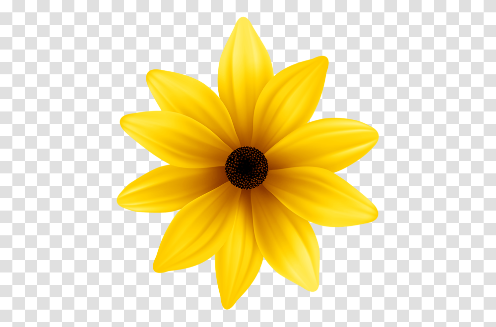 Gallery, Plant, Flower, Blossom, Daisy Transparent Png