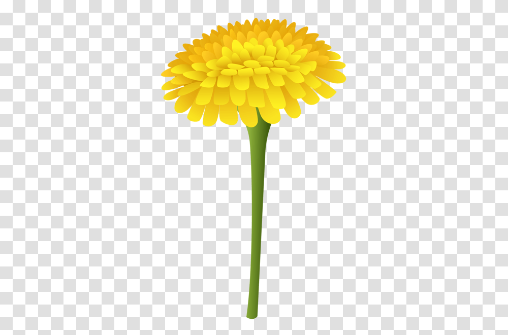 Gallery, Plant, Flower, Blossom, Dandelion Transparent Png