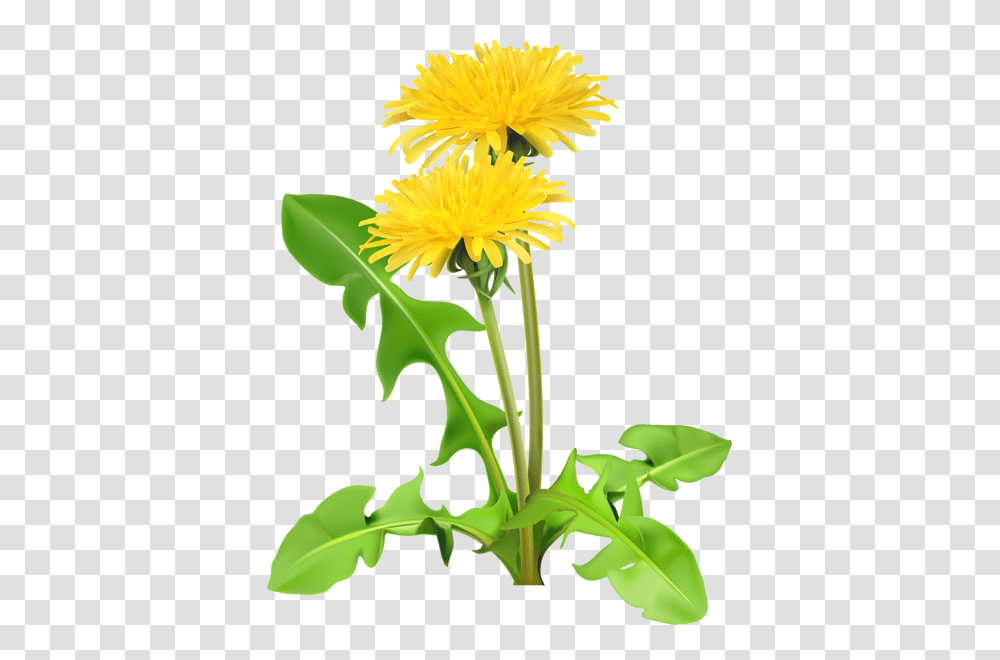 Gallery, Plant, Flower, Blossom, Dandelion Transparent Png