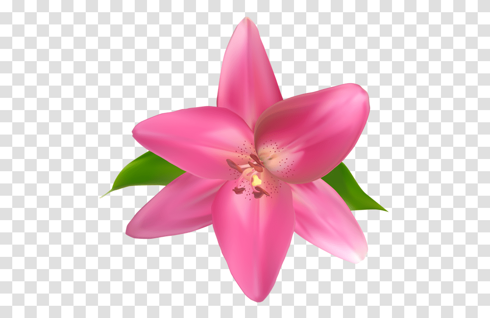 Gallery, Plant, Flower, Blossom, Lily Transparent Png