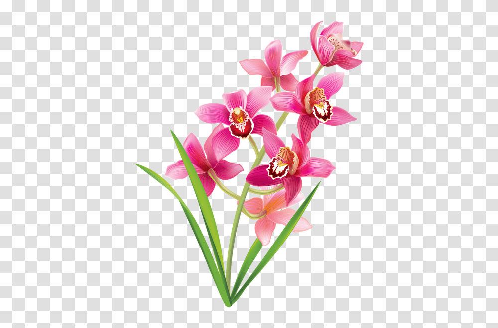 Gallery, Plant, Flower, Blossom, Orchid Transparent Png