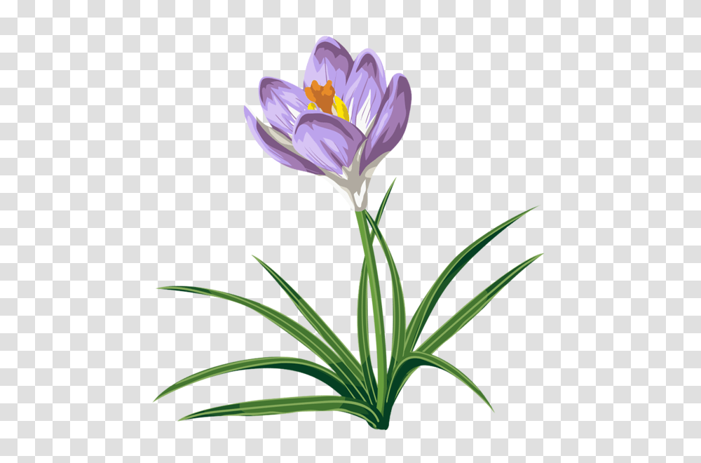 Gallery, Plant, Flower, Blossom, Petal Transparent Png