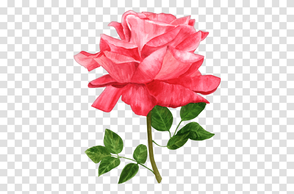 Gallery, Plant, Flower, Blossom, Rose Transparent Png