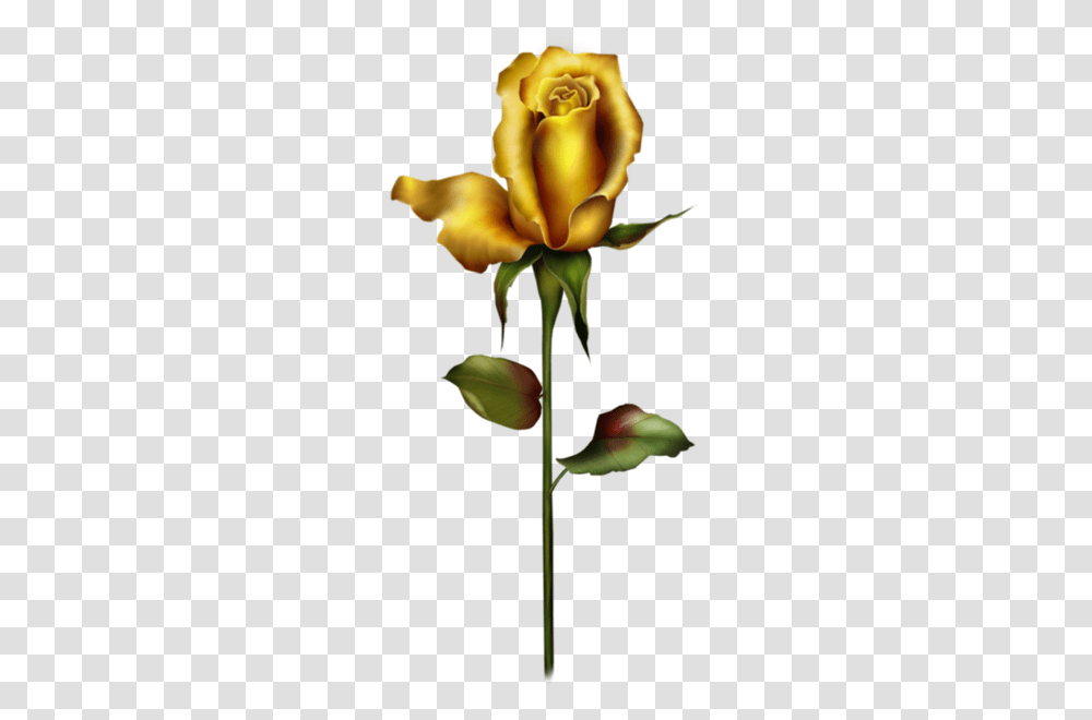 Gallery, Plant, Flower, Blossom, Rose Transparent Png