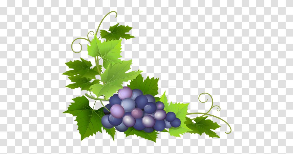 Gallery, Plant, Grapes, Fruit, Food Transparent Png
