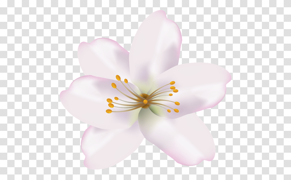 Gallery, Plant, Lily, Flower, Blossom Transparent Png