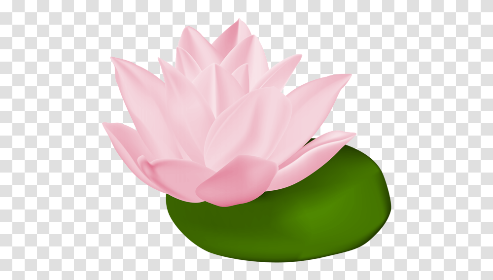 Gallery, Plant, Lily, Flower, Blossom Transparent Png