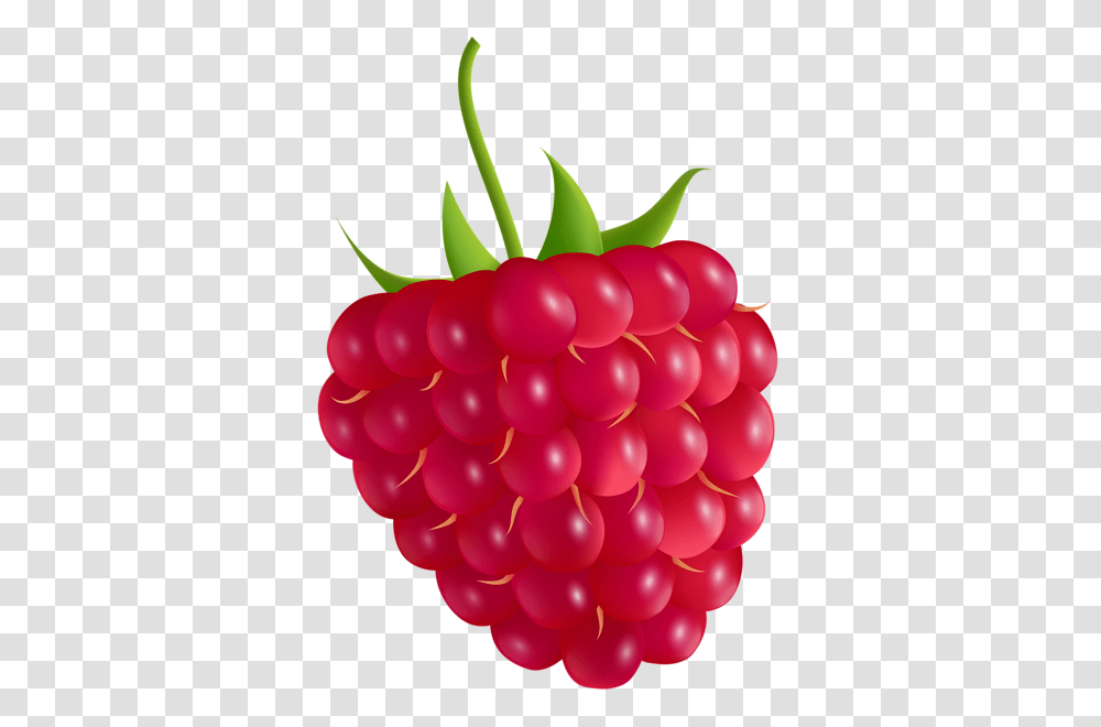 Gallery, Plant, Raspberry, Fruit, Food Transparent Png