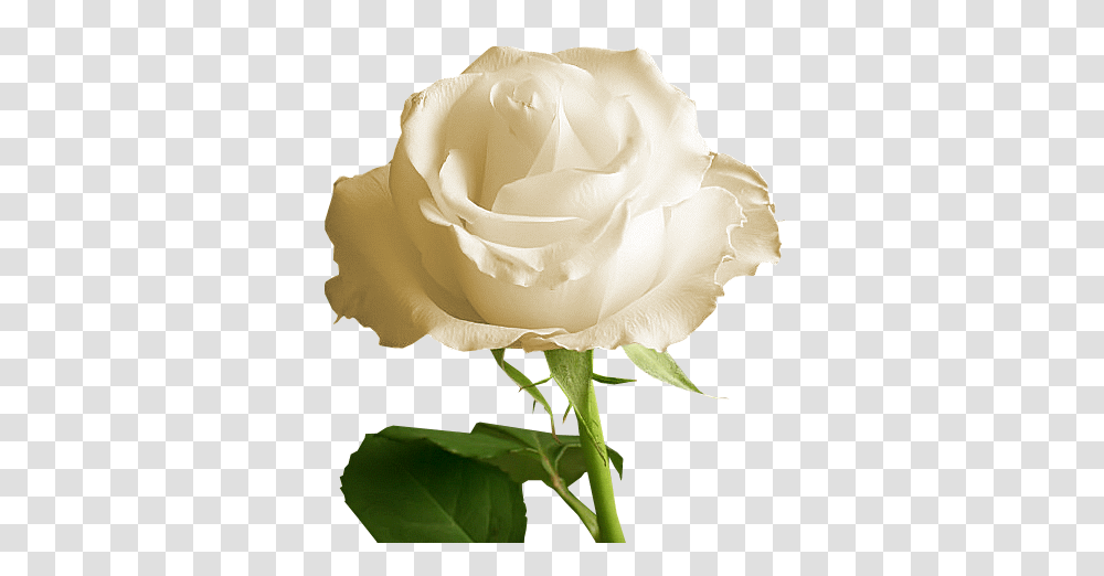 Gallery, Rose, Flower, Plant, Blossom Transparent Png