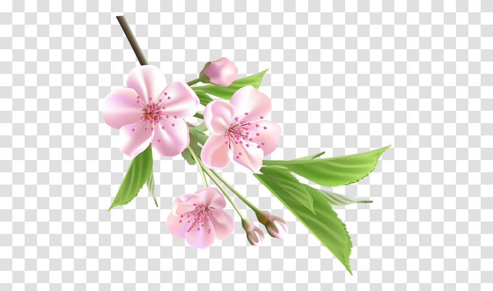 Gallery Spring Flowers, Plant, Blossom, Anther, Petal Transparent Png