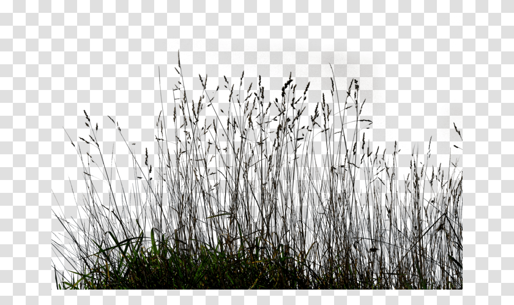 Gallery Tall Grass Long Grass, Plant, Outdoors, Nature, Water Transparent Png