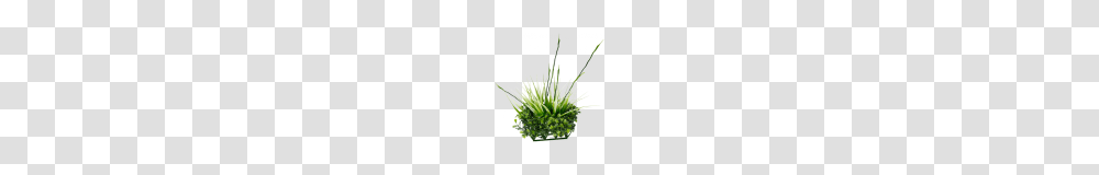 Gallery Tall Grass, Plant, Potted Plant, Vase, Jar Transparent Png