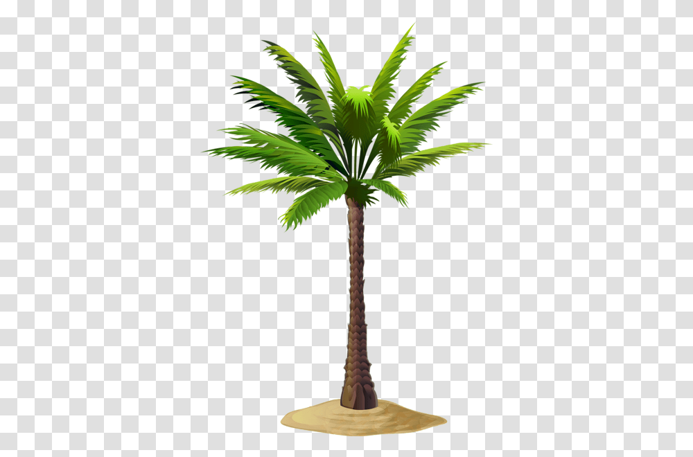 Gallery, Tree, Plant, Palm Tree, Arecaceae Transparent Png