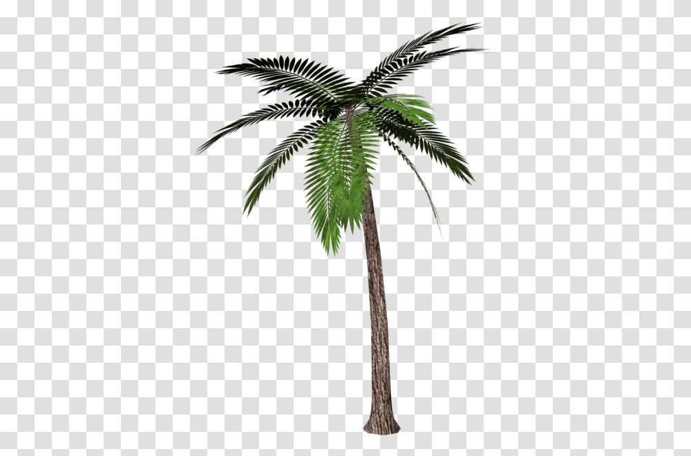 Gallery, Tree, Plant, Palm Tree, Arecaceae Transparent Png