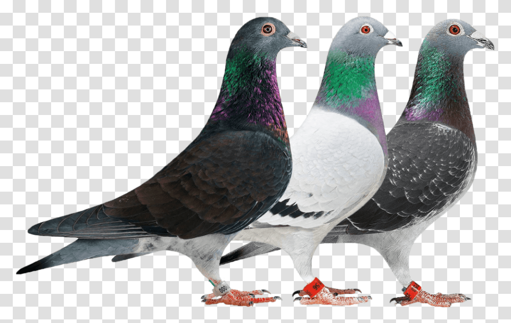 Gallerynew Rock Dove, Bird, Animal, Pigeon Transparent Png