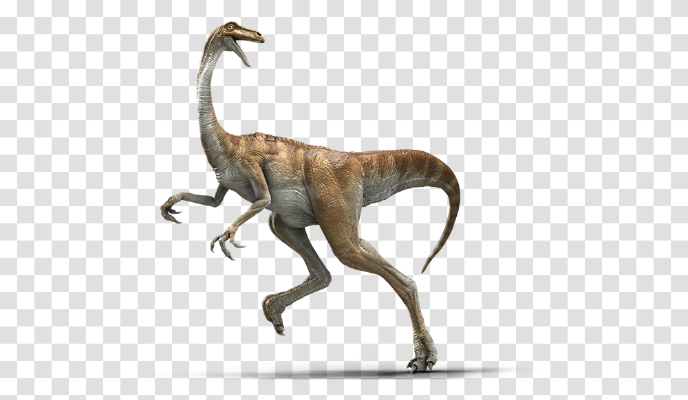 Gallimimus Jurassic World Evolution, Dinosaur, Reptile, Animal, T-Rex Transparent Png
