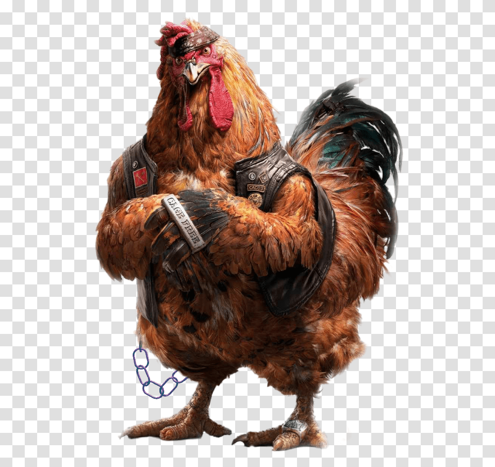 Gallina Aves Avesdecorral Animales Gigante Comida Sisi Lain Dunia, Chicken, Poultry, Fowl, Bird Transparent Png