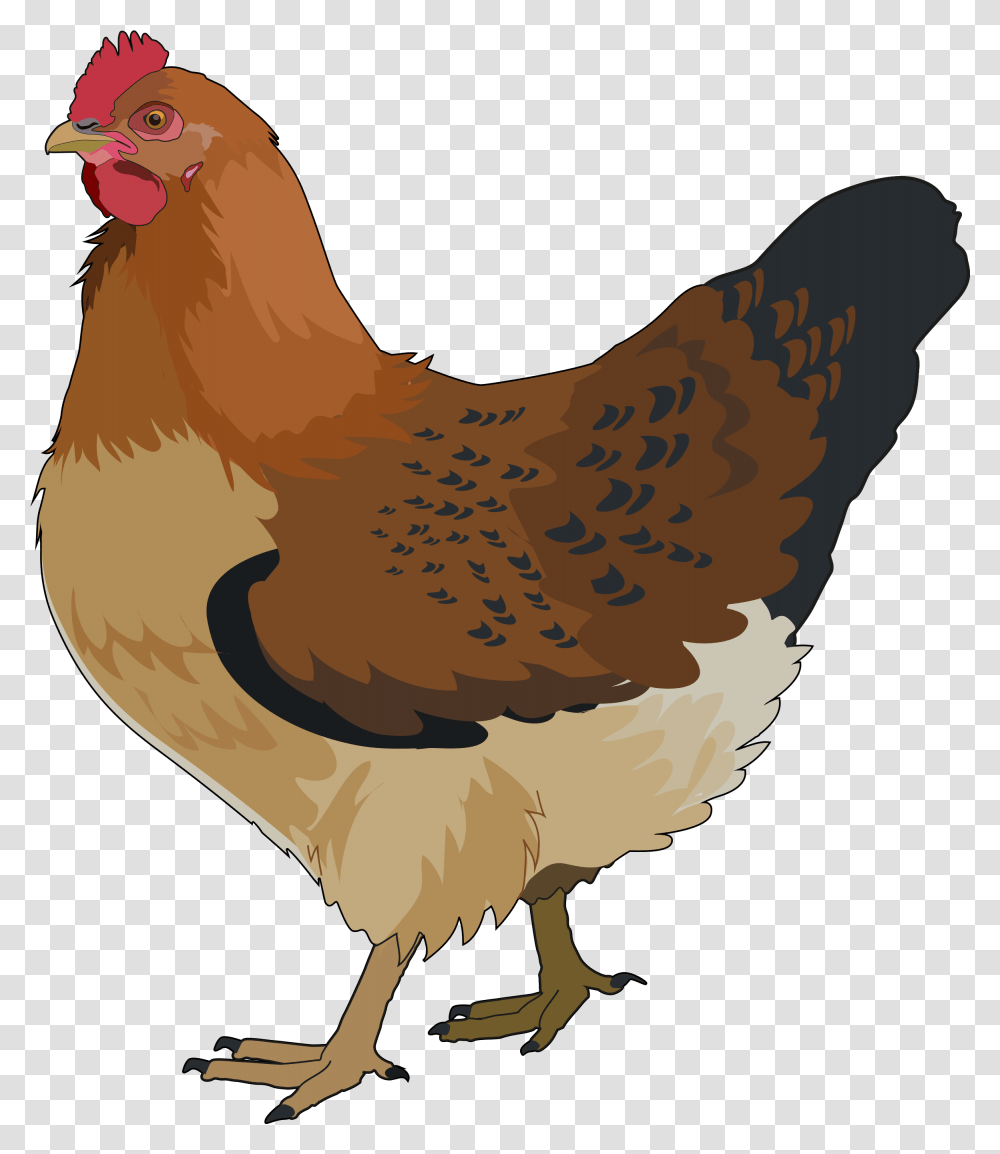 Gallina, Chicken, Poultry, Fowl, Bird Transparent Png