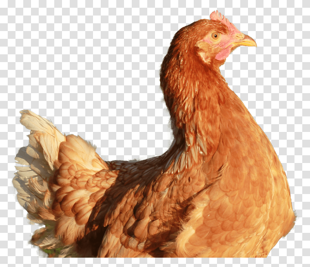 Gallina Colorada, Chicken, Poultry, Fowl, Bird Transparent Png