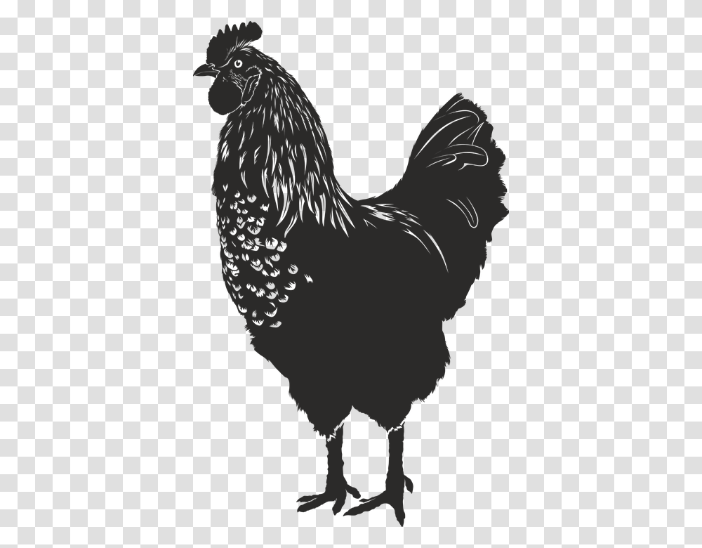 Gallina Silueta, Hen, Chicken, Poultry, Fowl Transparent Png