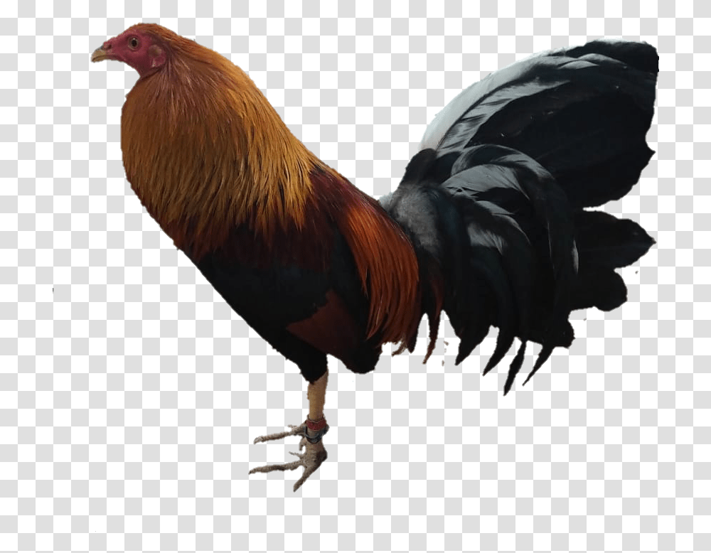 Gallo Rooster, Fowl, Bird, Animal, Poultry Transparent Png