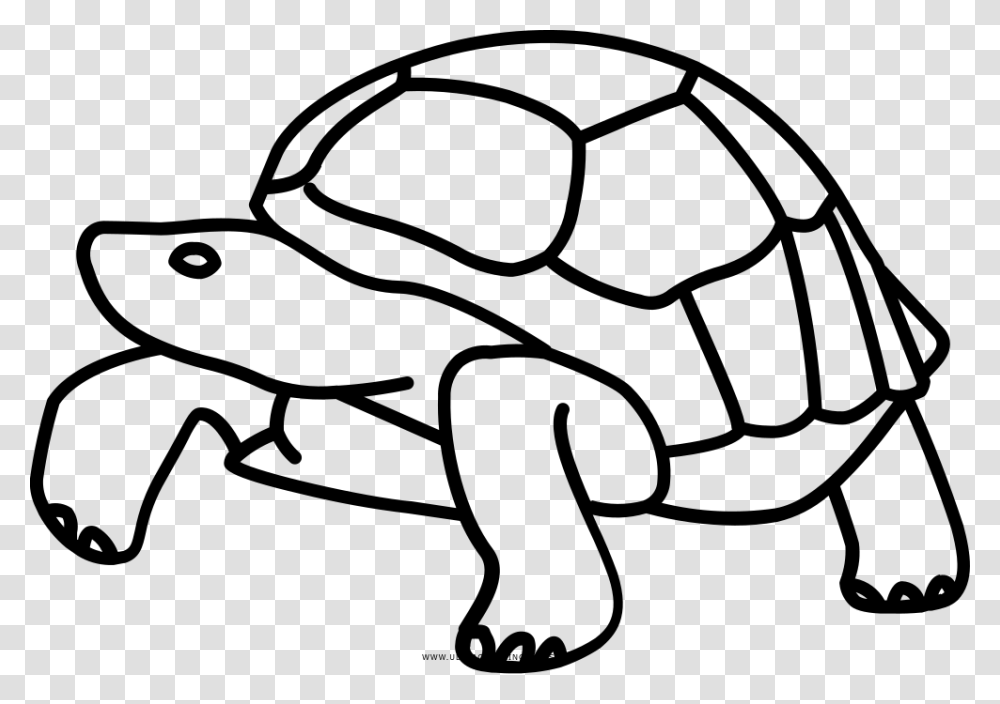 Galpagos Islands Tortoise Turtle Drawing Clip Art Drawing Of Tortoise Tail, Gray Transparent Png