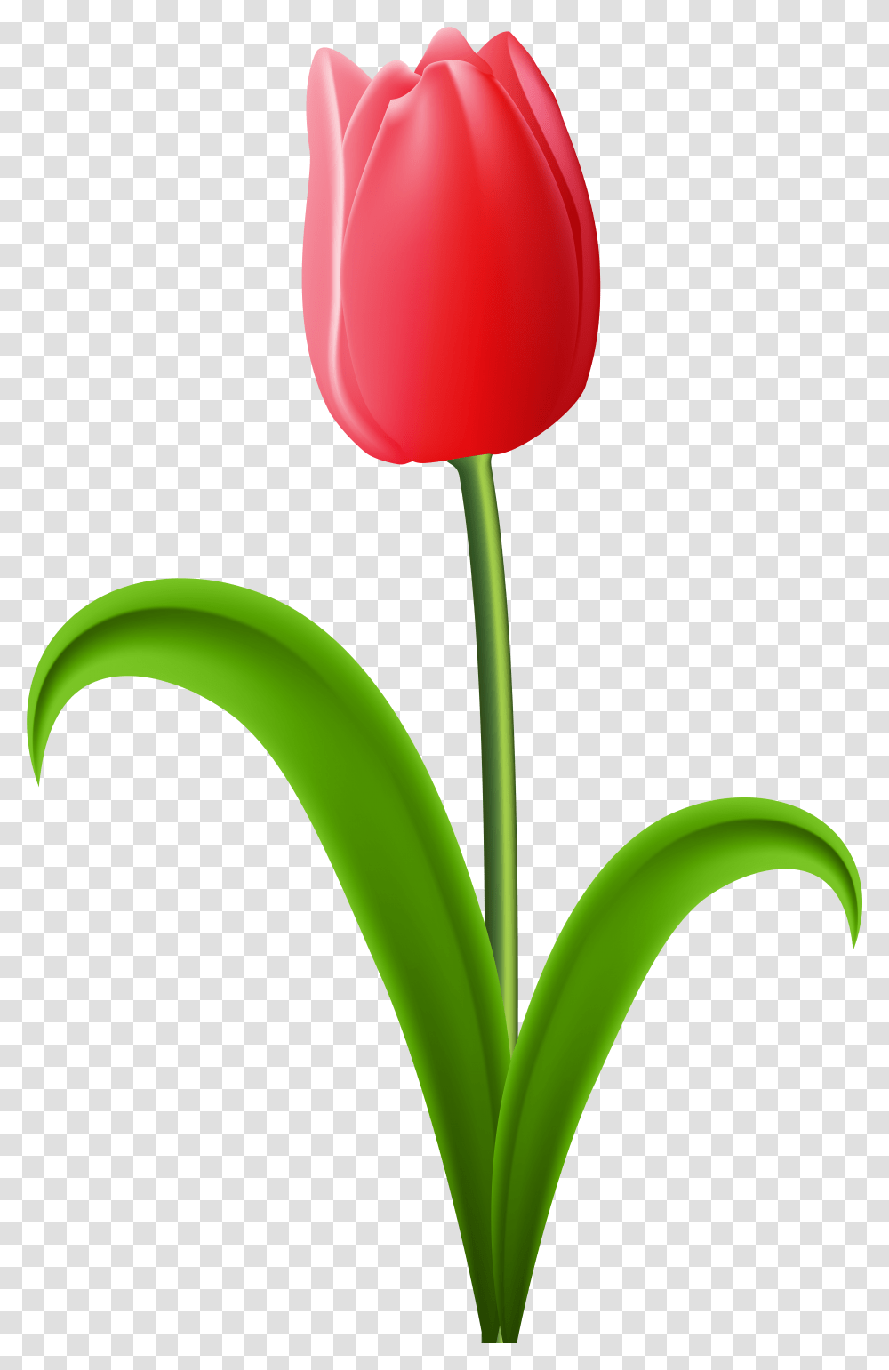 Gambar Bunga Tulip Red Tulip Clip Art Tulip Clipart, Plant, Flower, Blossom, Vase Transparent Png